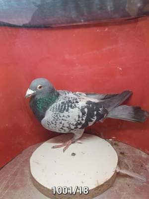 Tauben Brieftauben aus Zucht Reserve  Bild 5