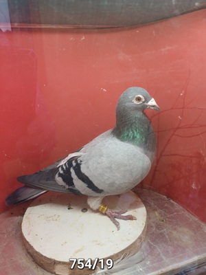 Tauben Brieftauben aus Zucht Reserve  Bild 6