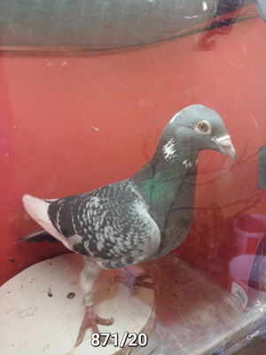 Tauben Brieftauben aus Zucht Reserve  Bild 4
