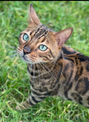 Bengal Kater sucht neues zuhause 