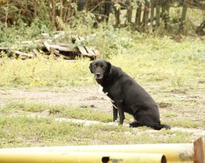 Mojo sucht ein liebevolles Zuhause Bild 4