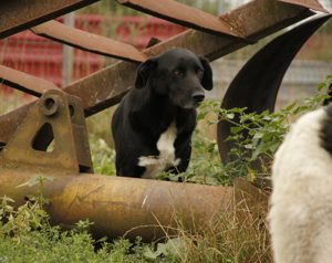 Mojo sucht ein liebevolles Zuhause