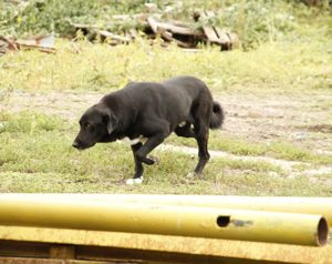 Mojo sucht ein liebevolles Zuhause Bild 5