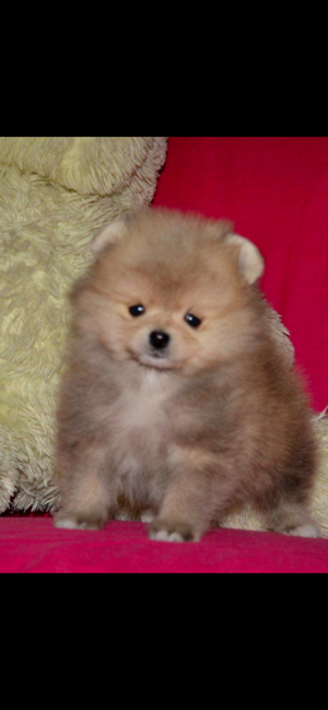 Pomeranian Boo