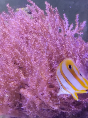 Keniabäumchen und Zoas   ganze Steine bewachsen  Bild 2