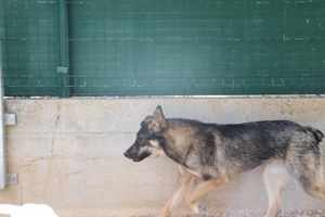 Rikica Schäferhund Mischlingshündin Mischling Hündin Junghund sucht Zuhause oder Pflegestelle Bild 2