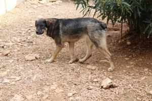 Rikica Schäferhund Mischlingshündin Mischling Hündin Junghund sucht Zuhause oder Pflegestelle Bild 6