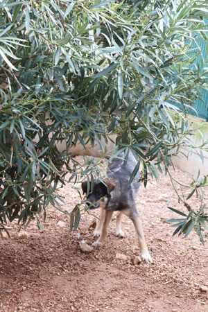 Rikica Schäferhund Mischlingshündin Mischling Hündin Junghund sucht Zuhause oder Pflegestelle Bild 7