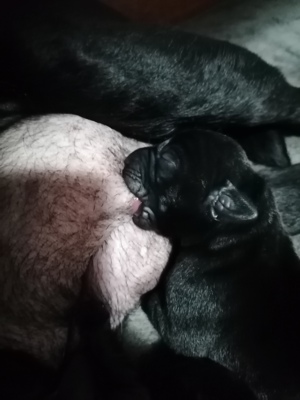 Labrador Retriever cu pedigree FCI