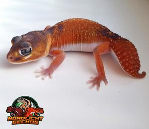 3.1 Knopfschwanzgecko(ph,het,Patternless)%%%%% Bild 2