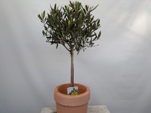 Olivenbaum 60cm Bild 1