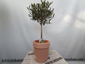 Olivenbaum 60cm Bild 2