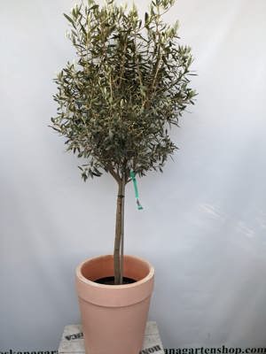 Olivenbaum 160 cm ,12 Jahre alt Bild 1