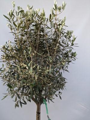 Olivenbaum 160 cm ,12 Jahre alt Bild 2
