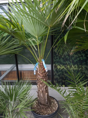 Hanfpalme, Trachycarpus 200 cm