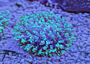 Koralle Rhodactis Scheibenanemone 