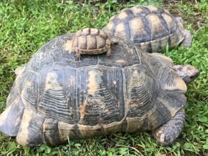 Breitrandschildkröten Testudo Marginata Nachzuchten aus Freiland Zucht mit Papieren abzugeben.   Bild 2