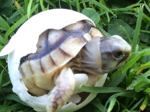 Breitrandschildkröten Testudo Marginata Nachzuchten aus Freiland Zucht mit Papieren abzugeben.   Bild 5