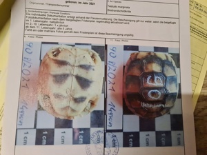 Breitrandschildkröten Testudo Marginata Nachzuchten aus Freiland Zucht mit Papieren abzugeben.   Bild 7