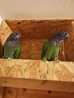 Schwarzohr Papageien Päarchen 