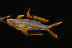 Gabelschwanz-Blauauge - Pseudomugil furcatus - Regenbogenfisch Bild 4