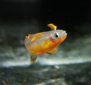 Gabelschwanz-Blauauge - Pseudomugil furcatus - Regenbogenfisch Bild 6