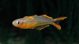 Gabelschwanz-Blauauge - Pseudomugil furcatus - Regenbogenfisch Bild 5