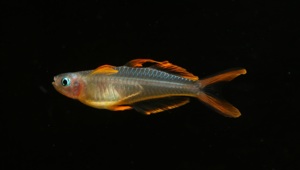 Gabelschwanz-Blauauge - Pseudomugil furcatus - Regenbogenfisch Bild 8