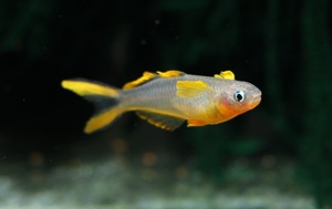 Gabelschwanz-Blauauge - Pseudomugil furcatus - Regenbogenfisch Bild 3