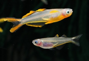 Gabelschwanz-Blauauge - Pseudomugil furcatus - Regenbogenfisch Bild 7