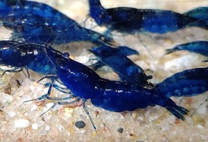 Blue Dream Garnelen - Neocaridina davidi - Aquarium Bild 3
