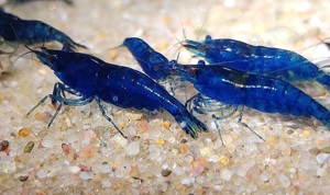 Blue Dream Garnelen - Neocaridina davidi - Aquarium