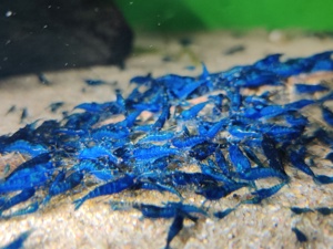 Blue Dream Garnelen - Neocaridina davidi - Aquarium Bild 4