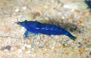 Blue Dream Garnelen - Neocaridina davidi - Aquarium Bild 6