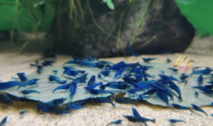 Blue Dream Garnelen - Neocaridina davidi - Aquarium Bild 7