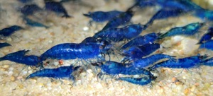 Blue Dream Garnelen - Neocaridina davidi - Aquarium Bild 5