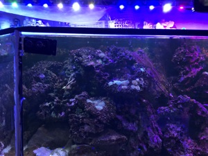 Meerwasser Aquarium 3 x 0,7 x 0,7 Meter komplett inkl. Besatz Bild 5