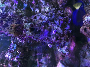 Meerwasser Aquarium 3 x 0,7 x 0,7 Meter komplett inkl. Besatz Bild 8
