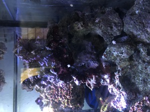 Meerwasser Aquarium 3 x 0,7 x 0,7 Meter komplett inkl. Besatz Bild 6