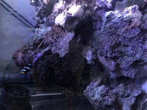 Meerwasser Aquarium 3 x 0,7 x 0,7 Meter komplett inkl. Besatz Bild 9