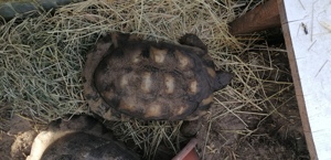 Breitrandschildkröte männlich  Bild 2
