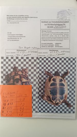 2x griechische Landschildkröten +