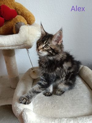 Maine Coon Kitten mit Stammbaum Bild 5
