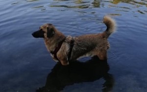 JOSHI auf der Suche nach seinem Glück! Bild 5