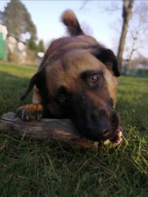 JOSHI auf der Suche nach seinem Glück! Bild 4