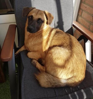 JOSHI auf der Suche nach seinem Glück! Bild 2