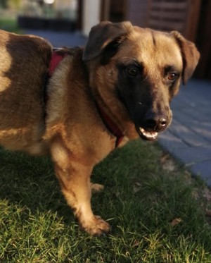 JOSHI auf der Suche nach seinem Glück! Bild 3