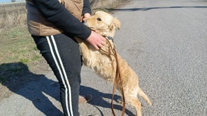 Raffi, aktives Hundekind, ca. 4 Monate, ca. 41 cm, ca. 10kg Bild 8