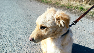 Raffi, aktives Hundekind, ca. 4 Monate, ca. 41 cm, ca. 10kg Bild 9