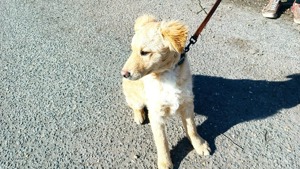 Raffi, aktives Hundekind, ca. 4 Monate, ca. 41 cm, ca. 10kg Bild 10